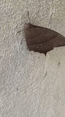 Taygetis rufomarginata