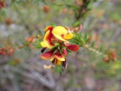 Pultenaea acerosa