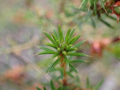 Pultenaea acerosa