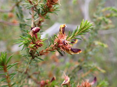 Pultenaea acerosa