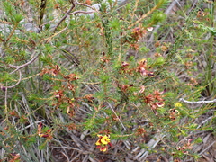 Pultenaea acerosa