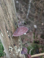 Auricularia auricula-judae
