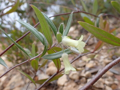 Billardiera sericophora