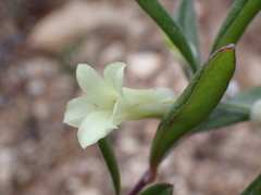 Billardiera sericophora