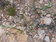 Billardiera sericophora