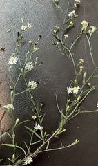 Symphyotrichum divaricatum