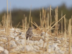 Alaudala rufescens