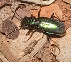 Cicindelinae