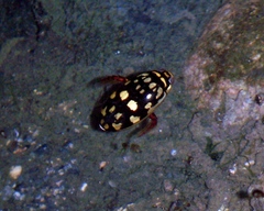 Thermonectus marmoratus