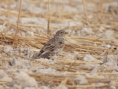 Alaudala rufescens