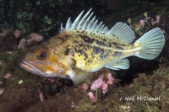 Sebastes auriculatus