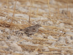 Alaudala rufescens