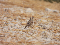 Alaudala rufescens