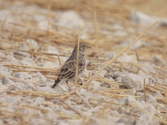 Alaudala rufescens