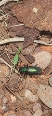 Cicindelinae