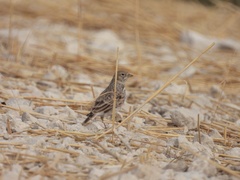 Alaudala rufescens