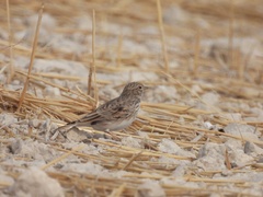 Alaudala rufescens