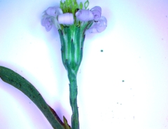 Symphyotrichum divaricatum