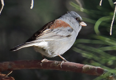 Junco hyemalis caniceps