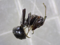 Iridomyrmex anceps