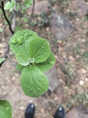 Dombeya rotundifolia