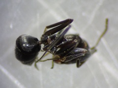 Iridomyrmex anceps