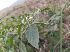 Solanum sarrachoides