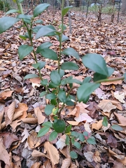 Vaccinium fuscatum