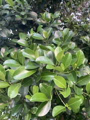 Acronychia imperforata