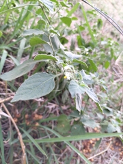 Solanum sarrachoides