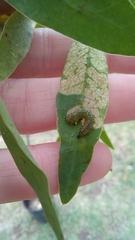 Adurgoa gonagra