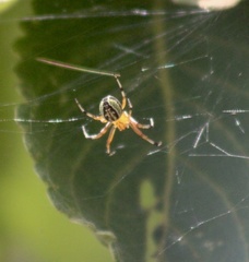 Araneus guttatus