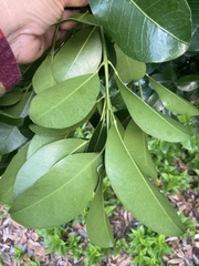 Acronychia imperforata