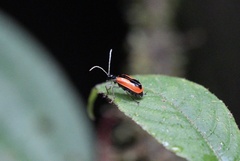 Paratriarius tropicus