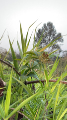 Lysimachia vulgaris