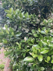 Acronychia imperforata