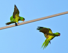 Psittacara holochlorus