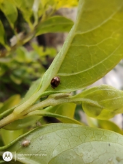 Diomus tucumanus