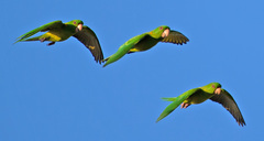 Psittacara holochlorus