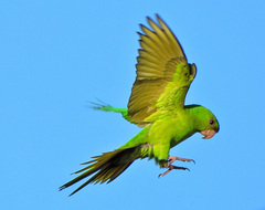 Psittacara holochlorus