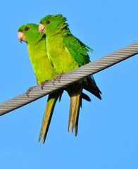 Psittacara holochlorus