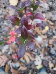 Vaccinium fuscatum