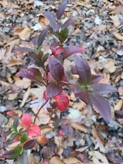 Vaccinium fuscatum