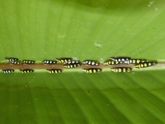 Platygonia spatulata
