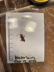 Leptoglossus occidentalis