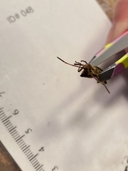 Leptoglossus occidentalis