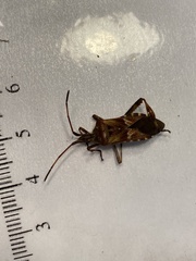 Leptoglossus occidentalis