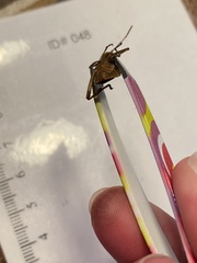 Leptoglossus occidentalis