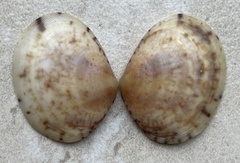 Semele pulchra