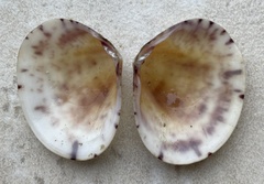 Semele pulchra
